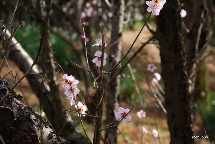 老の山公園の早咲きの梅の花