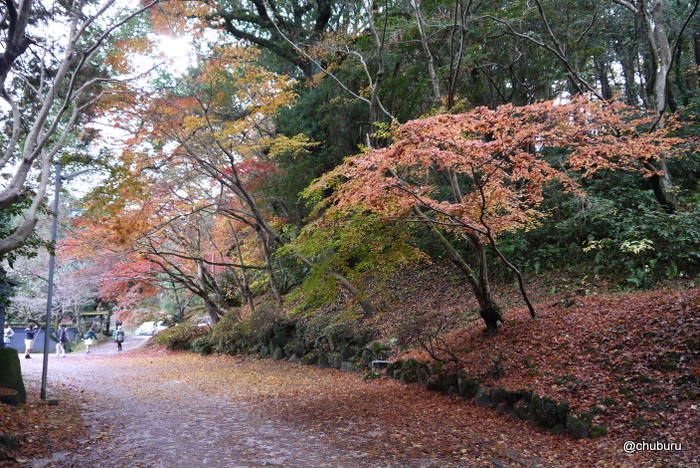 麻生大浦荘秋の紅葉特別公開2014　その１紅葉が雨に濡れていました。