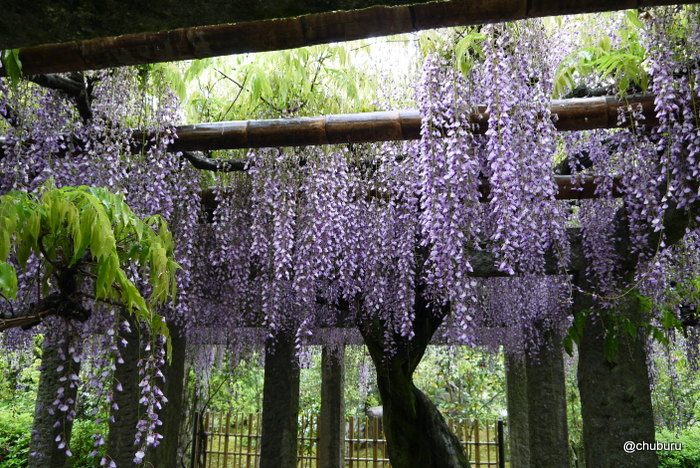 雨にうたれていた東行庵の藤棚と八城の芝桜