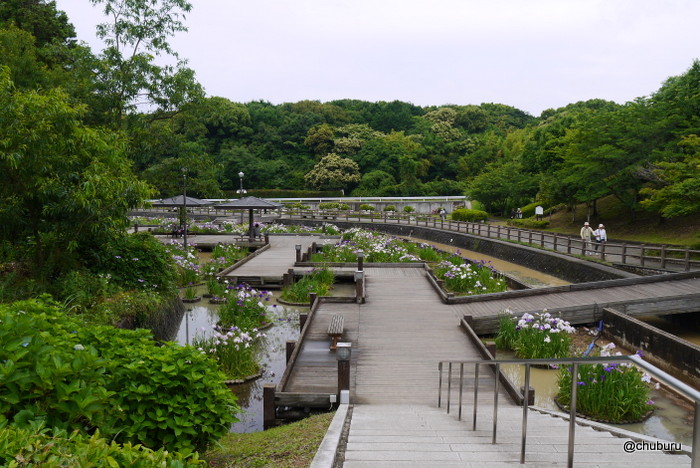 菖蒲の季節が来たぞ！。泥水で埋まっていたみやこ町豊津花菖蒲公園