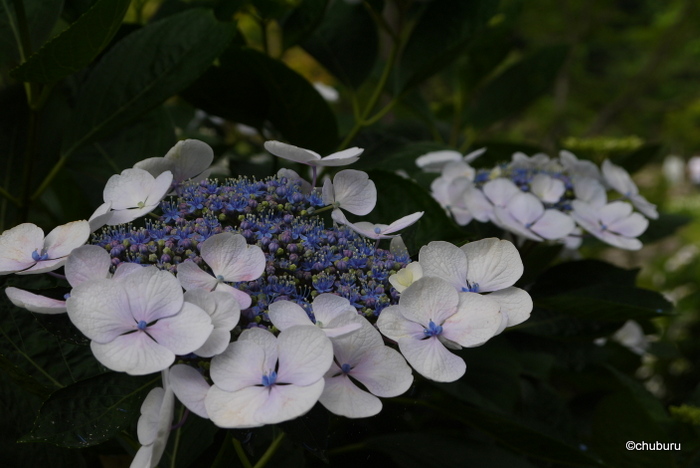 あじさいの季節が来たぞ！。周防阿弥陀寺その３虹色あじさいと沙羅双樹の白い花