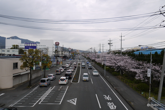 国道９号線、２号線の神鋼前の桜並木を見てきました