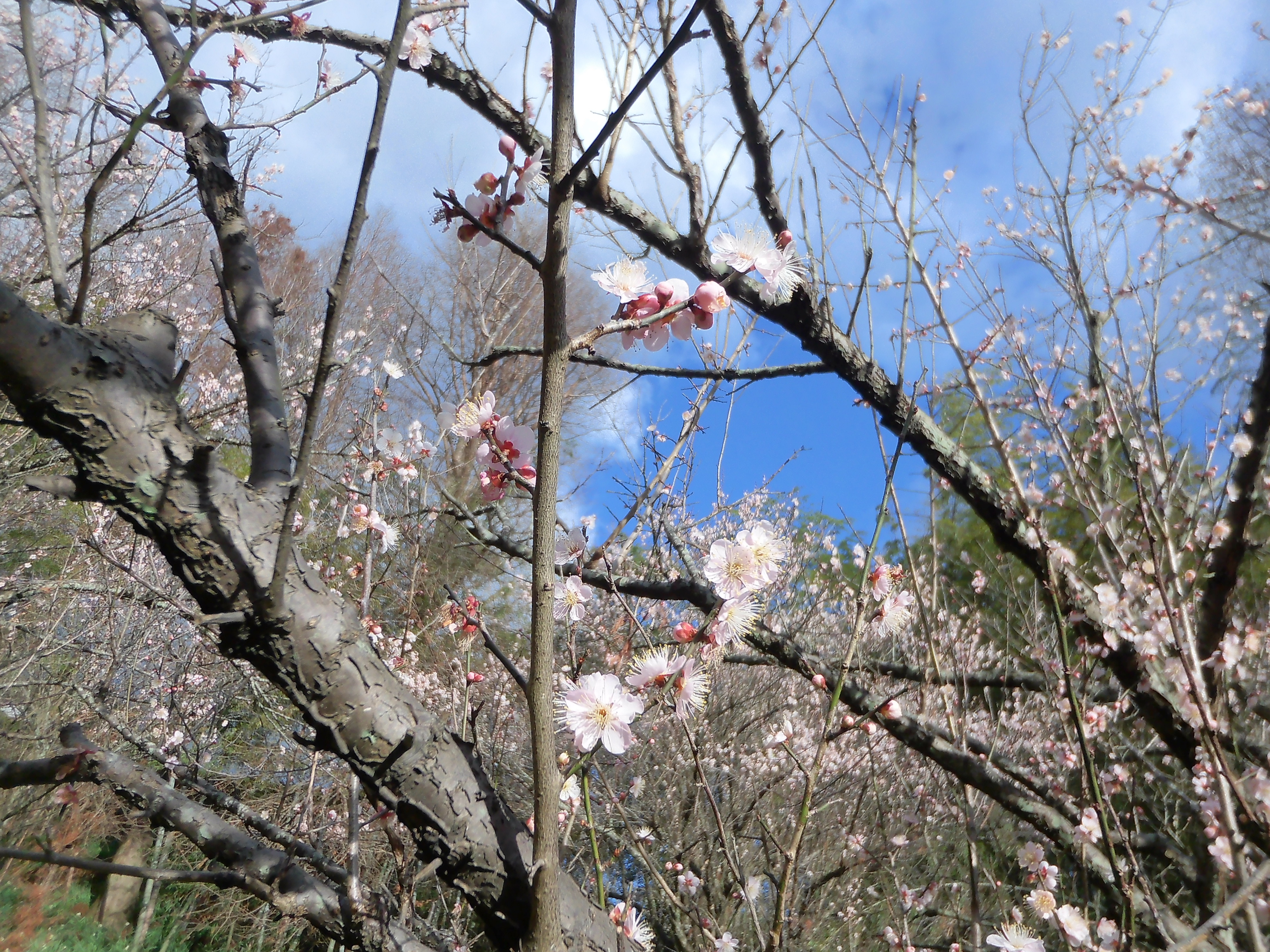 今年も老の山公園で早咲きの梅の花を見てきた。