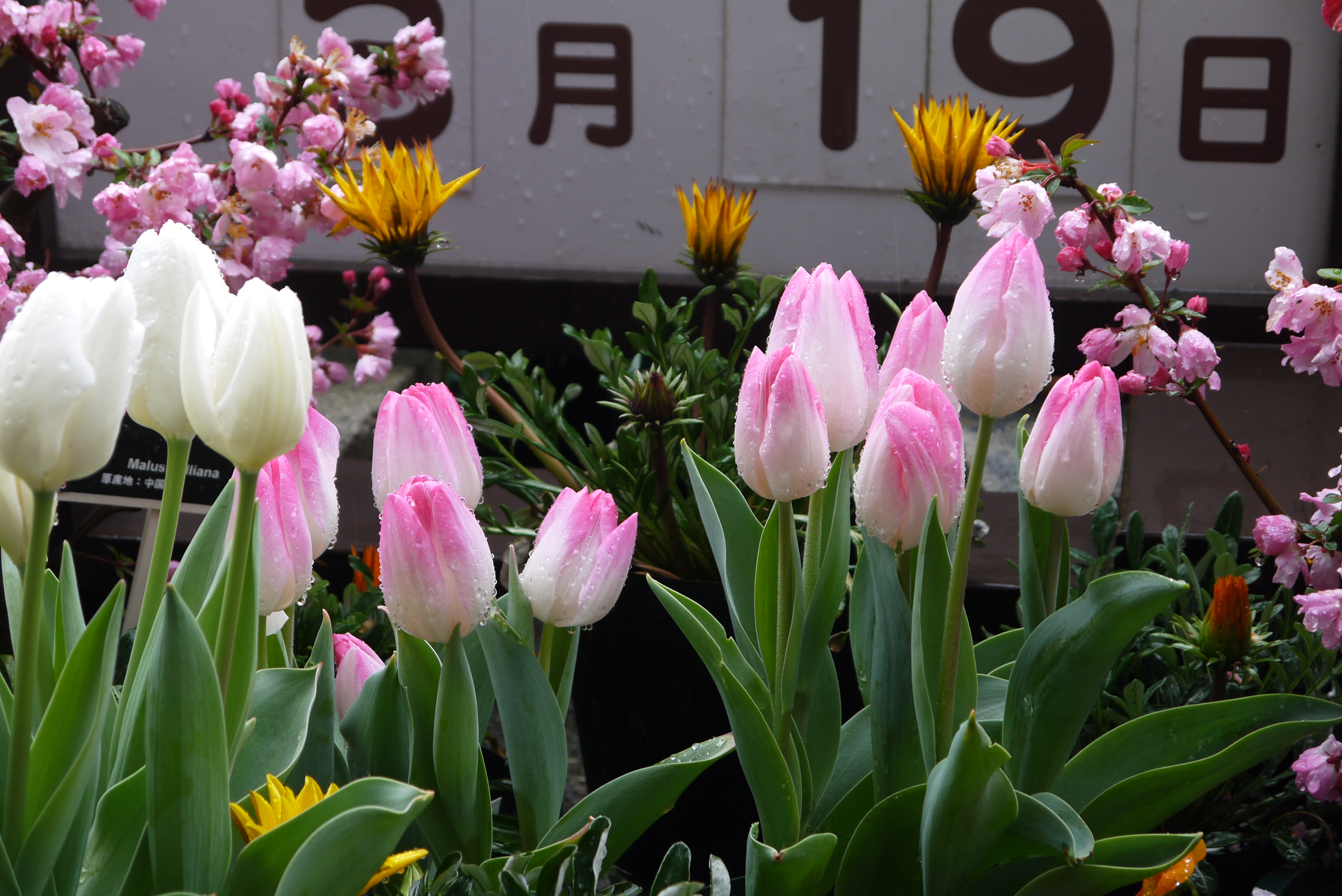 2018年初春の花を見る旅　その9とっとり花回廊、水上花壇
