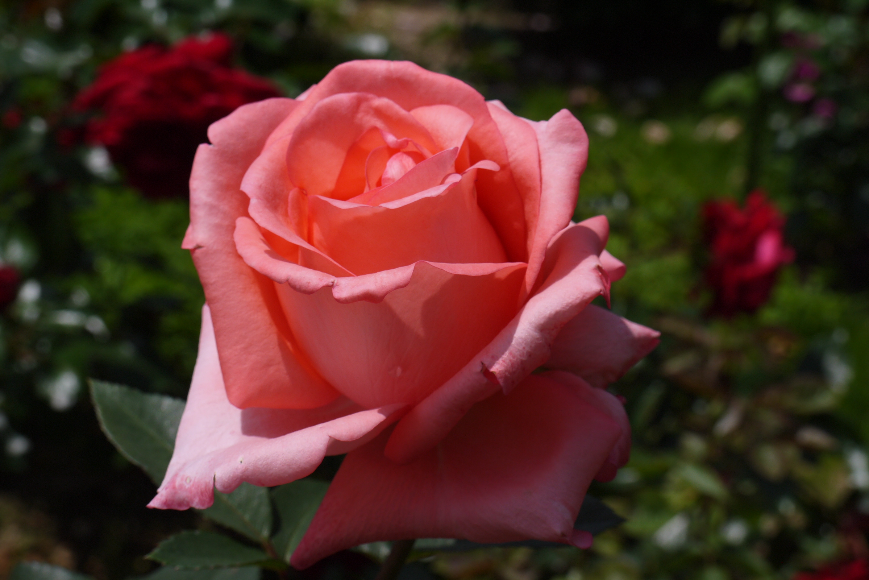 薔薇の花を見に広島に行ってきました。その２湧永満之記念庭園バラ園