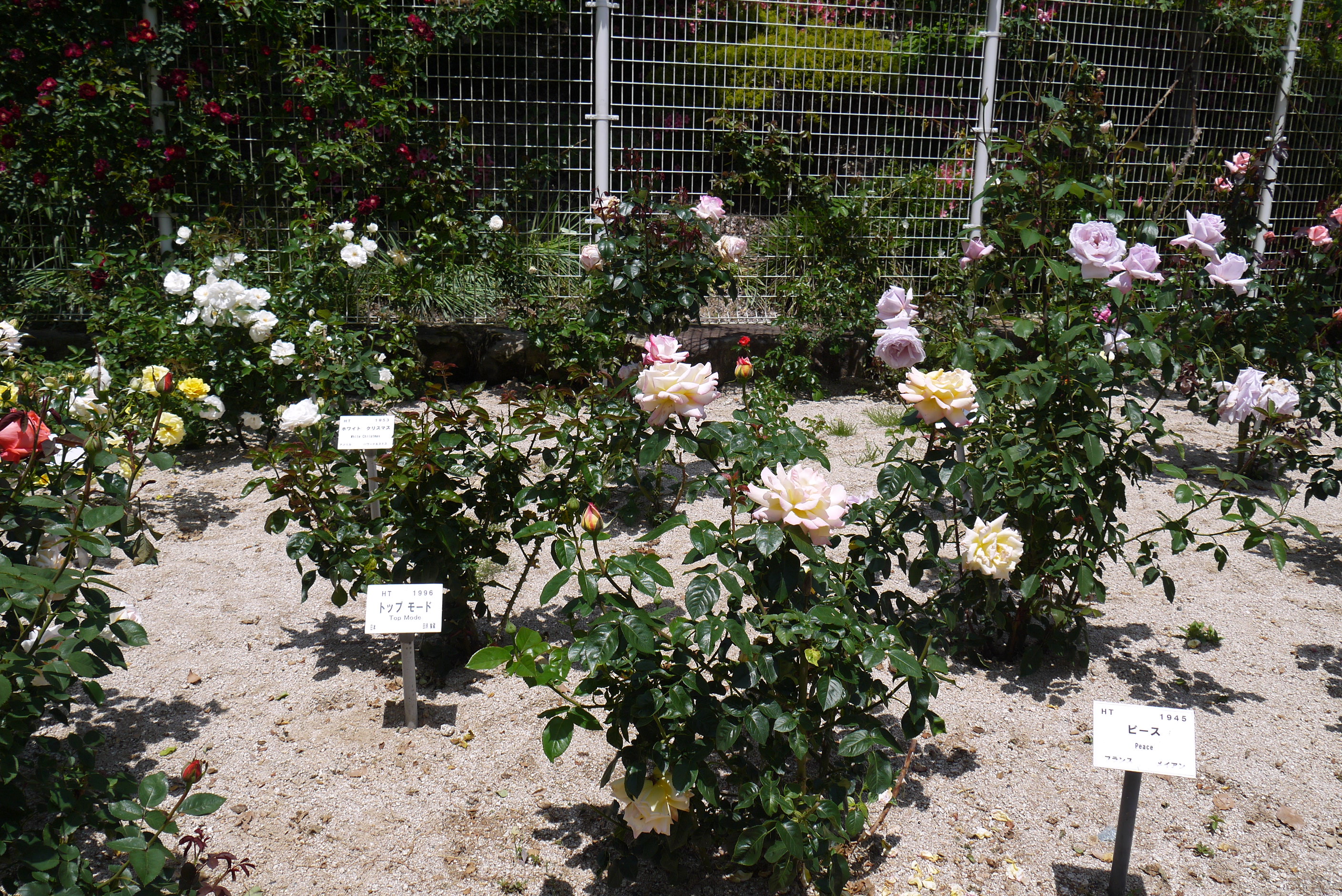 薔薇の花を見に広島に行ってきました。その３湧永満之記念庭園　第一、第二庭園