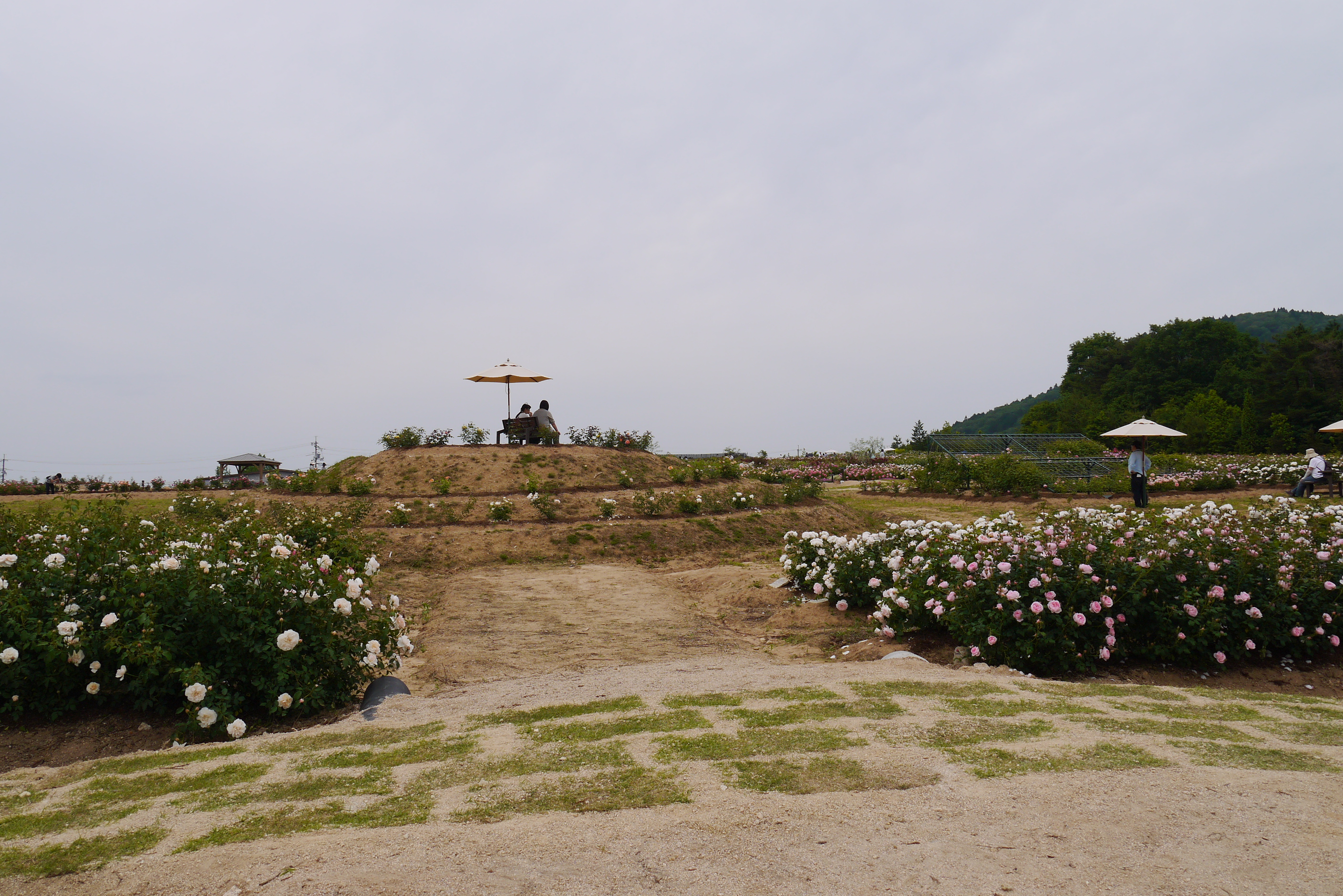 薔薇の花を見に広島に行ってきました。その５世羅高原花の森あたり一面のバラに囲まれる
