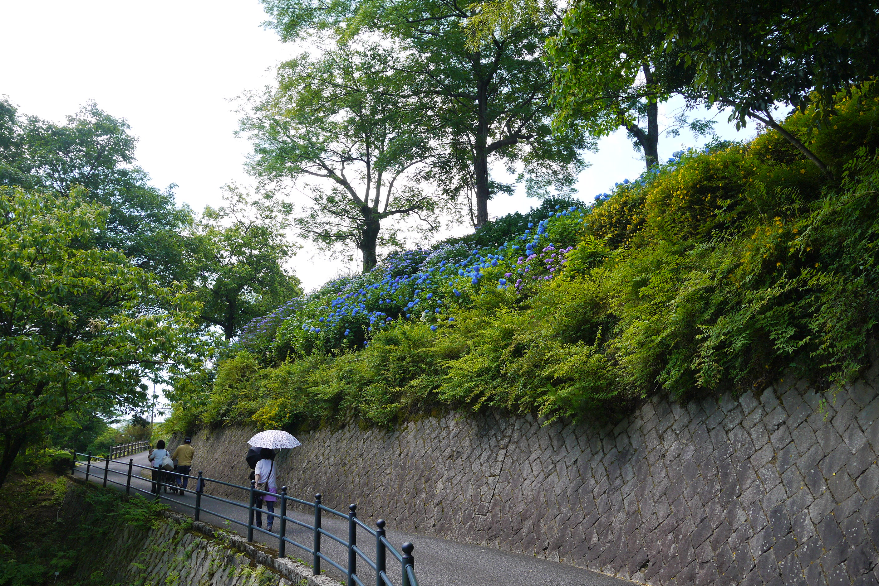 広島市植物公園へあじさいを見に行ってきました。その２あじさい