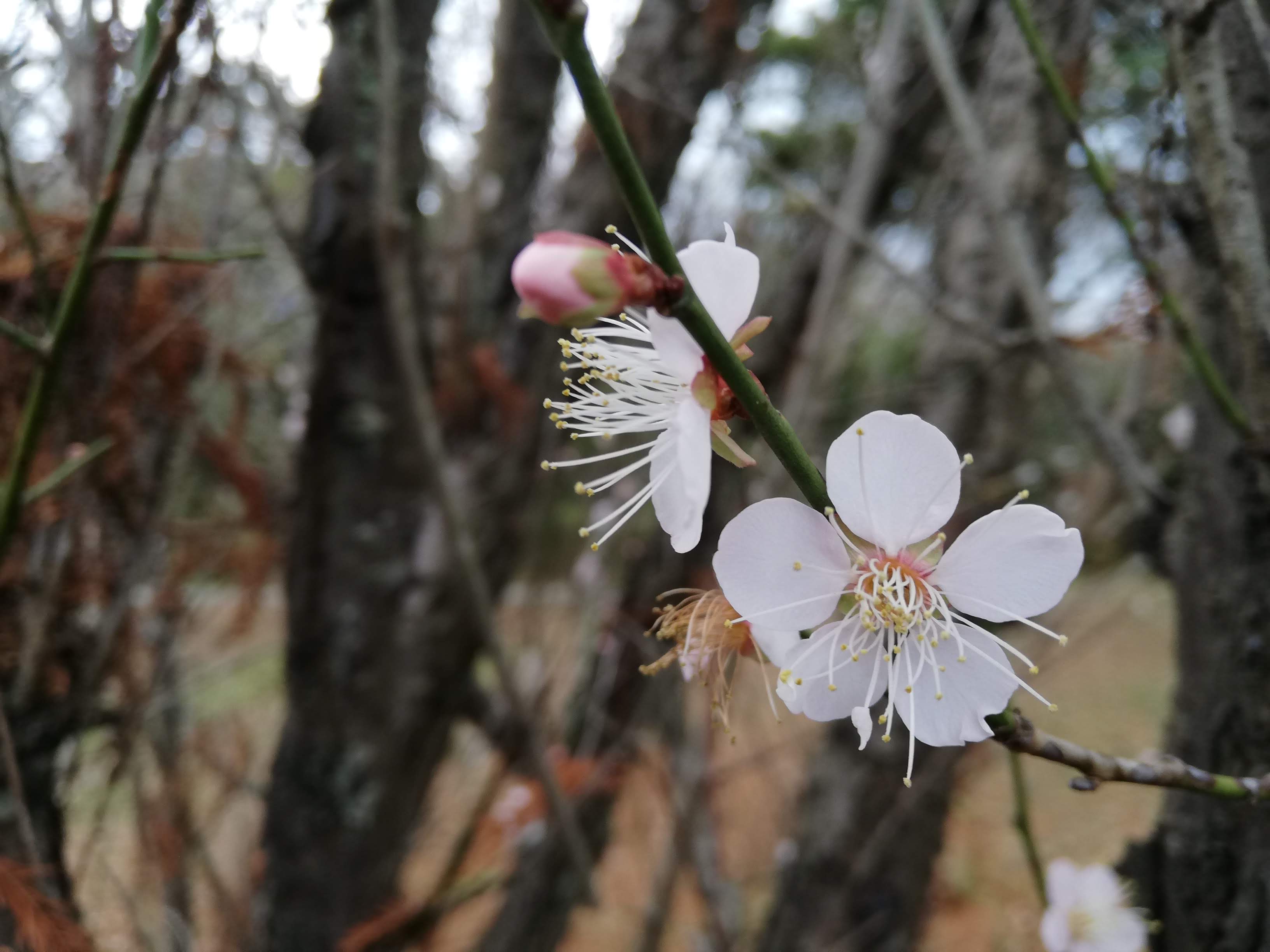 年末に咲いていた老の山公園の梅の花