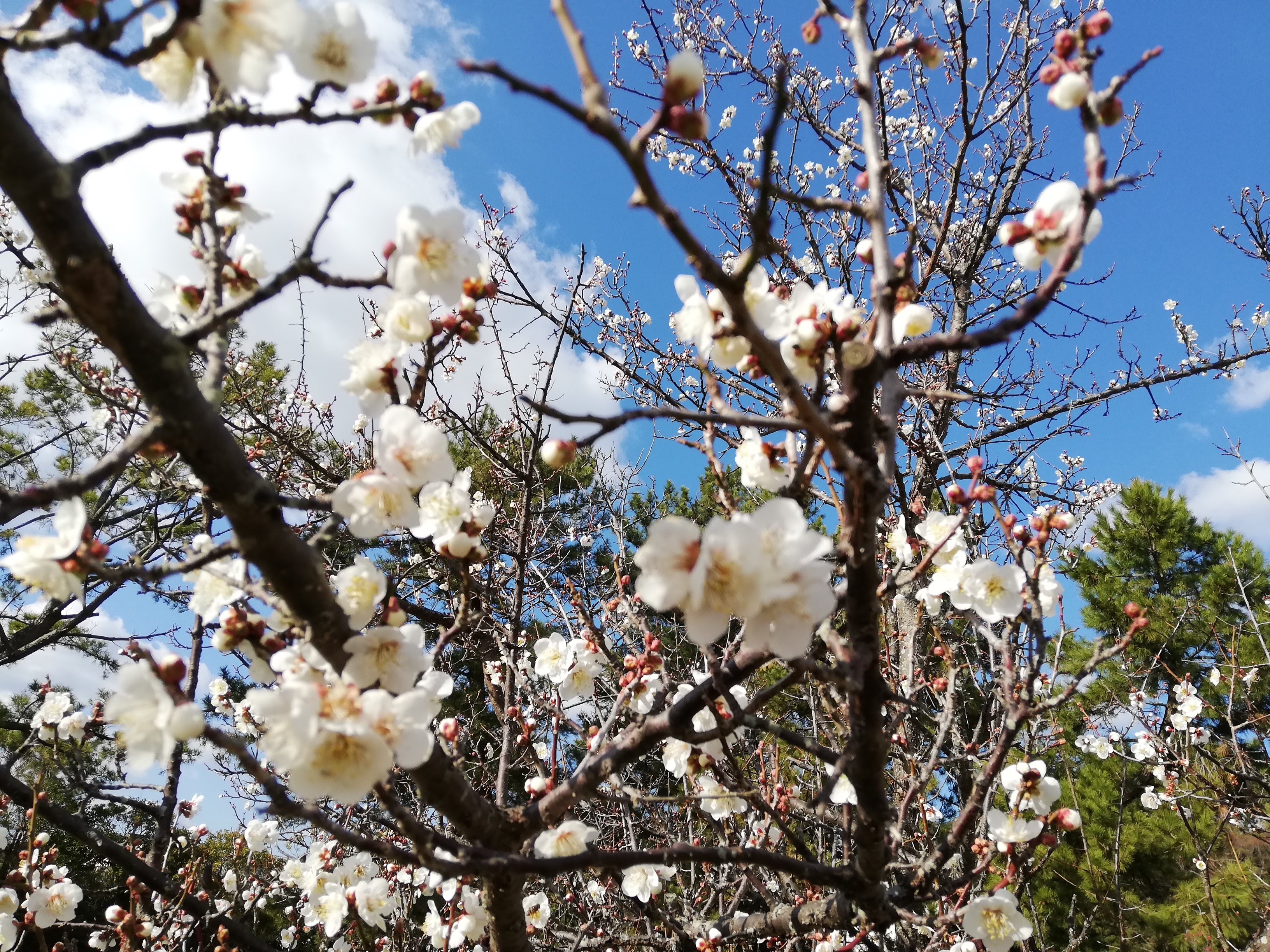 糸根の松原と梅の花