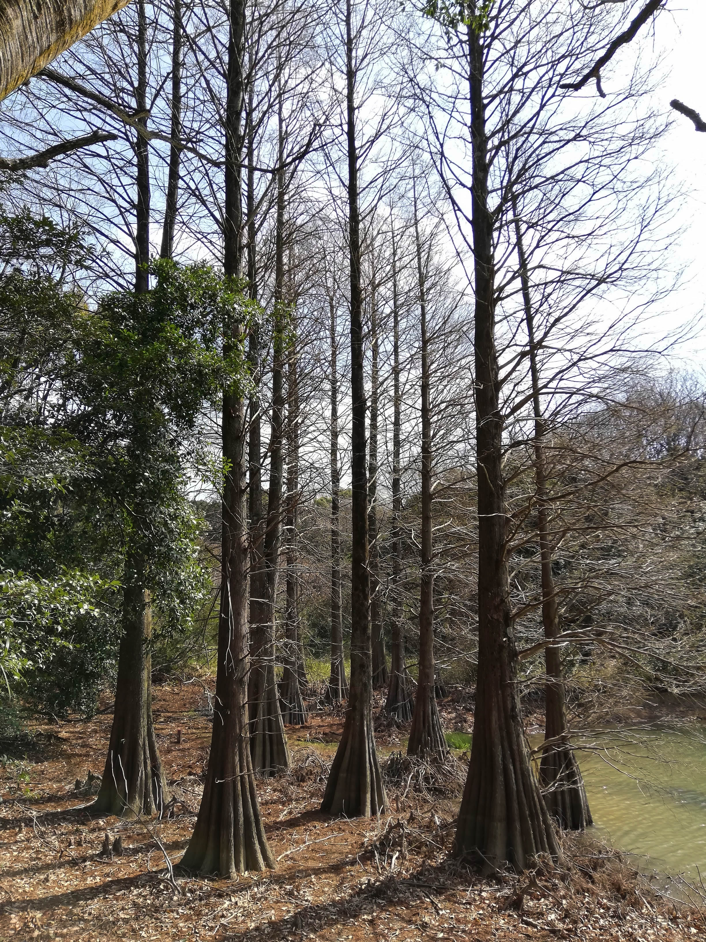 2019年3月菊池渓谷リベンジと熊本の桜を見に行く旅　その２幻想的な景色のはずだった篠栗九大の森は幻想的ではなかった。