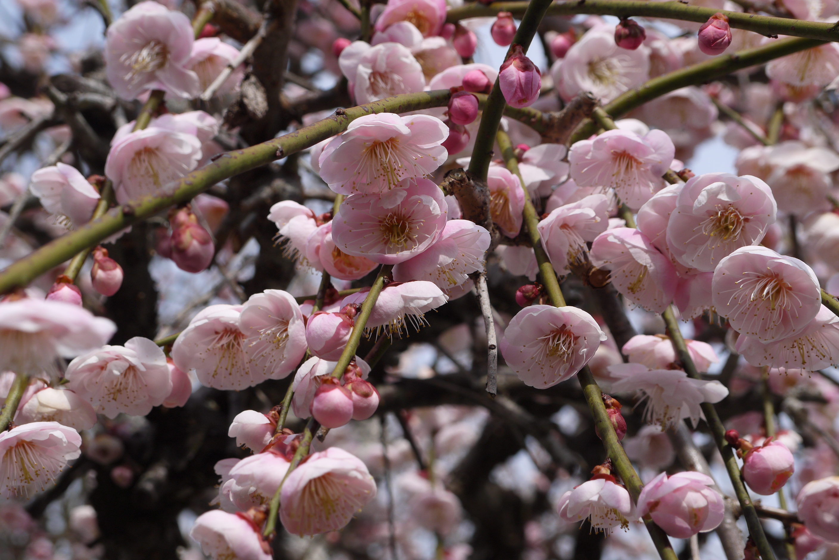 築上町の綱敷天満宮へ梅を見に行ってきました。