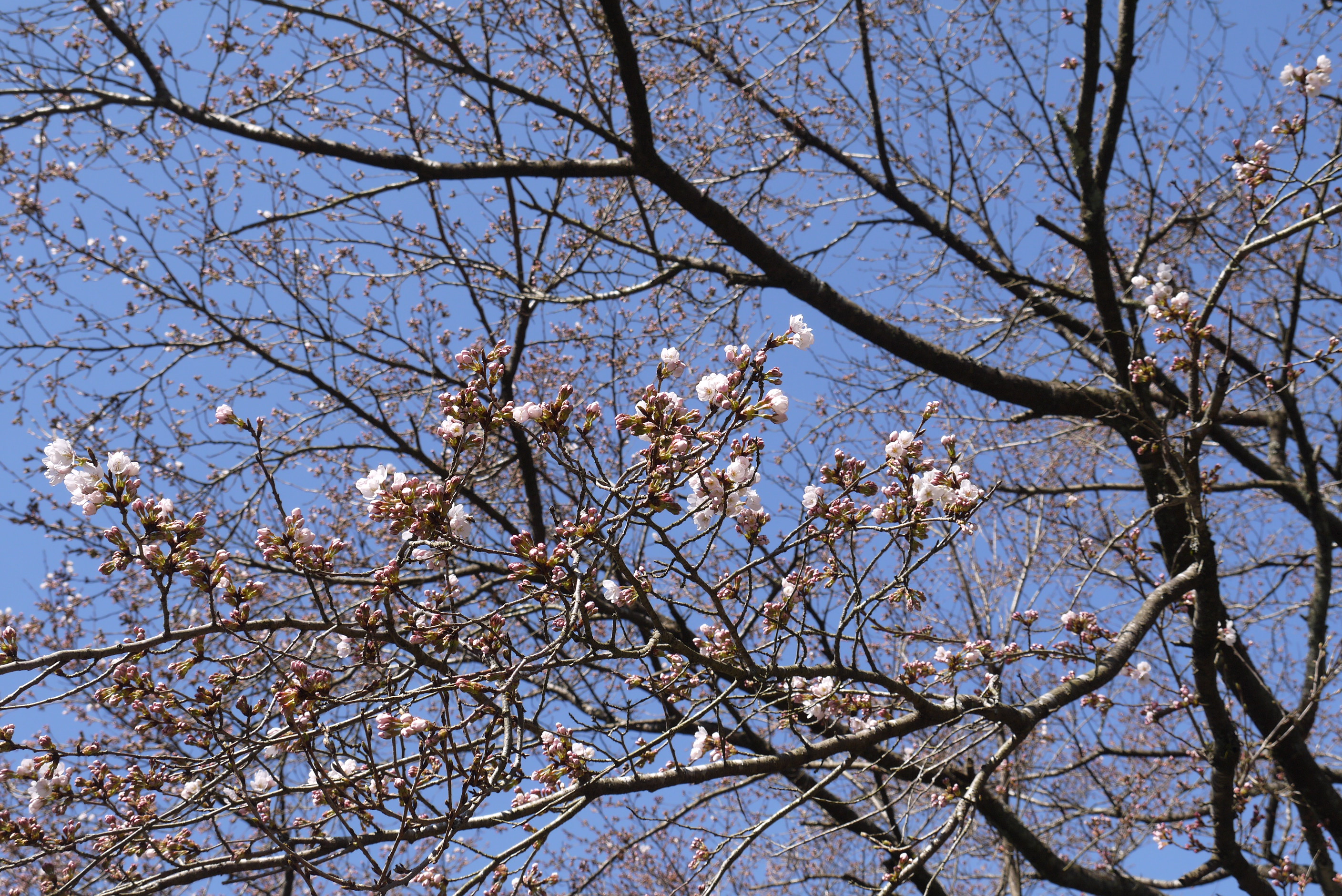2019年3月菊池渓谷リベンジと熊本の桜を見に行く旅その３桜が咲いていなかった日向神ダムの千本桜とハート岩
