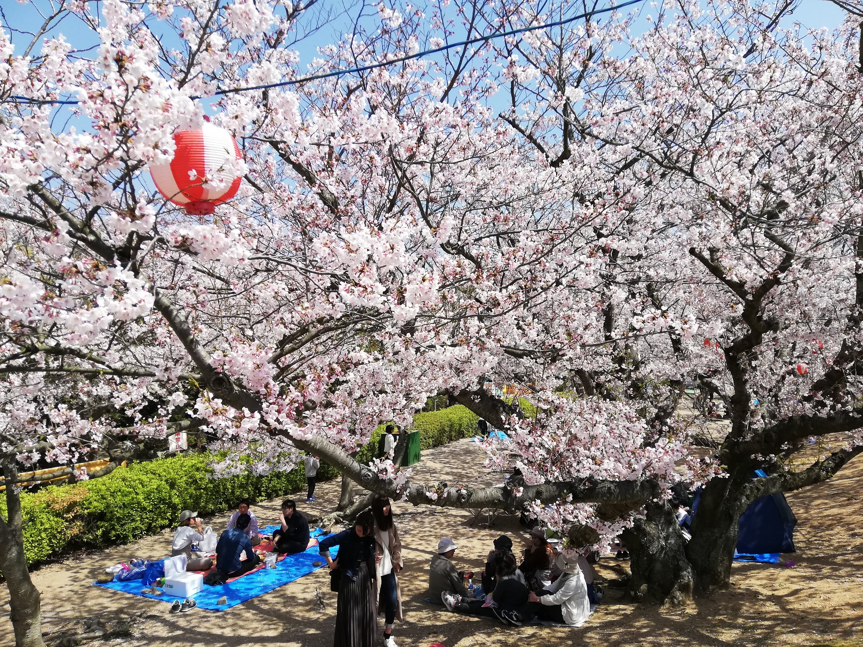 桜の戦場ヶ原公園（４月６日）