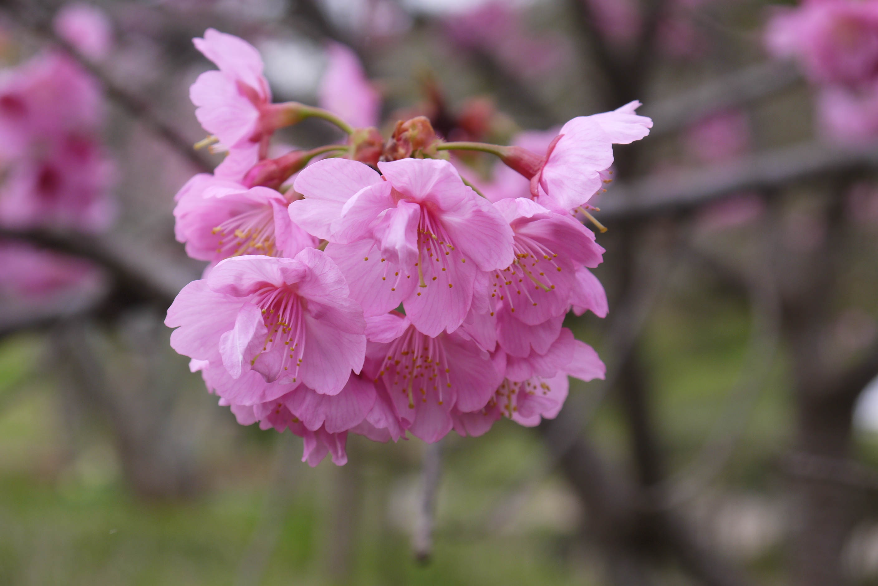 2019年3月菊池渓谷リベンジと熊本の桜を見に行く旅その９立岡自然公園の桜