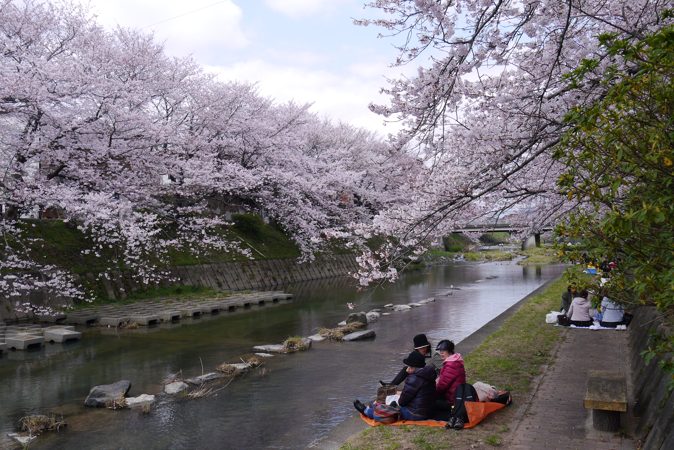 さくら色の季節がやってきた。その２厚狭川河畔の桜