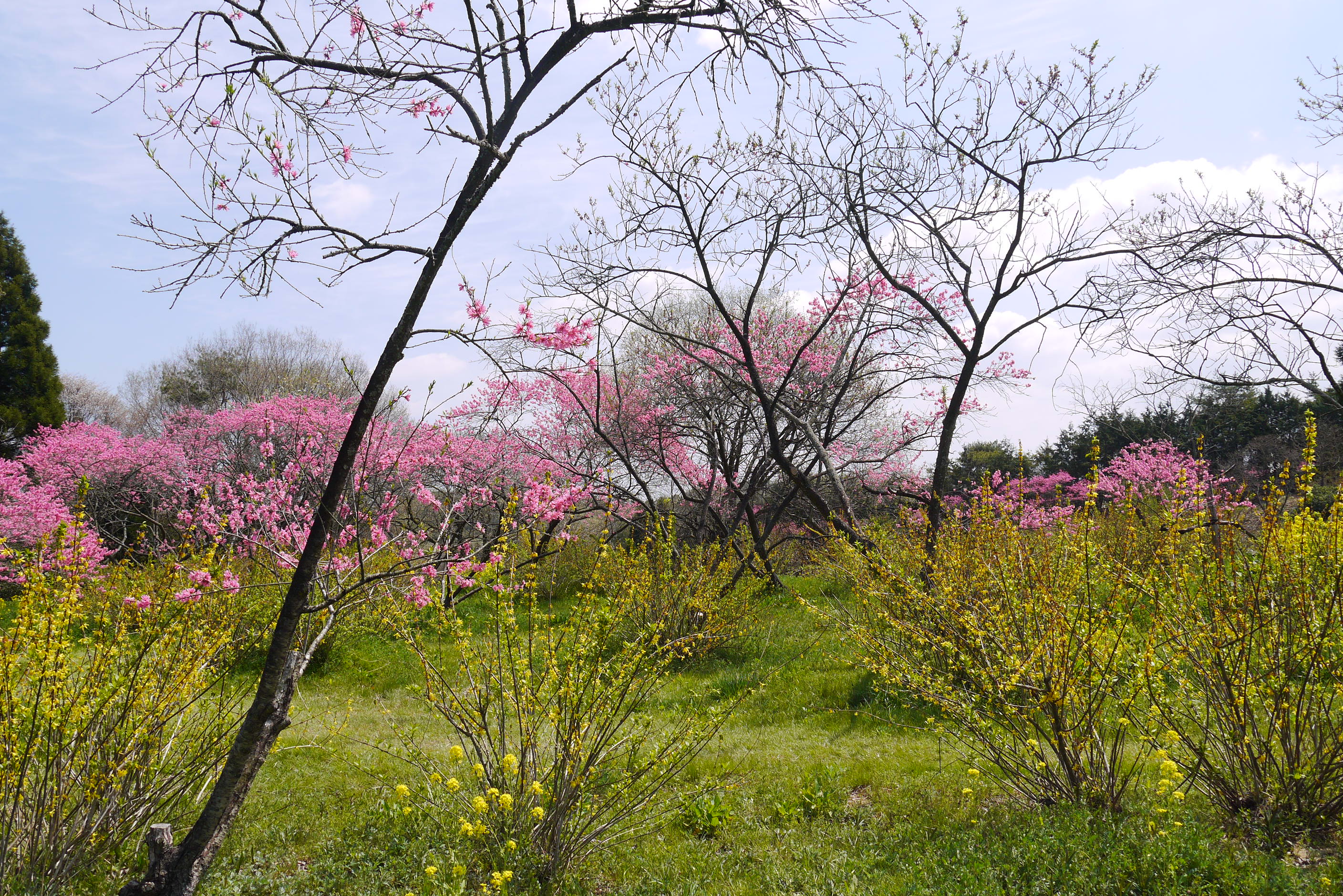2019年4月広島で神楽と花を見る旅その０広島で神楽と花を見てきました。