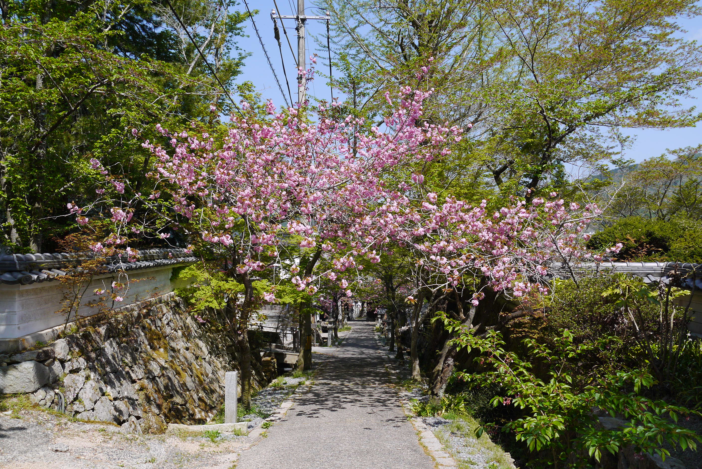 2019年4月広島で神楽と花を見る旅その３桜の参道で蜂がブンブン飛んでいた。