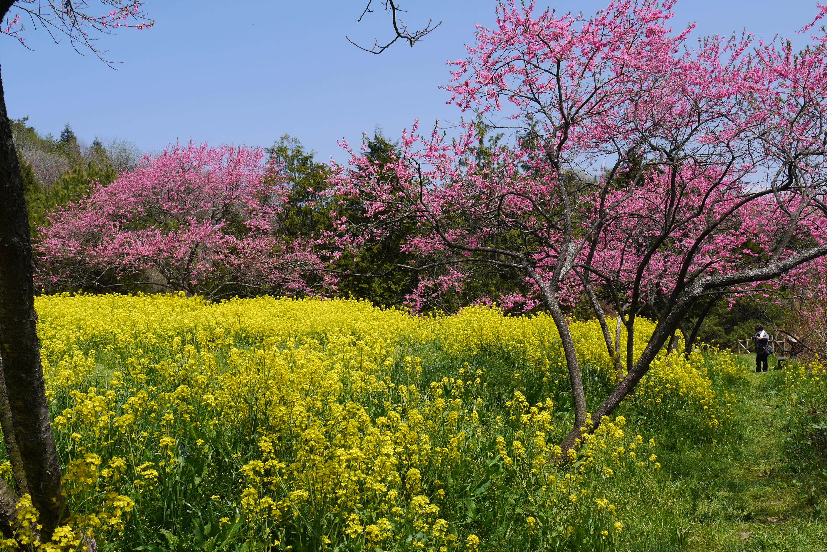 2019年4月広島で神楽と花を見る旅その5黄色とピンクと青と緑のコントラスト