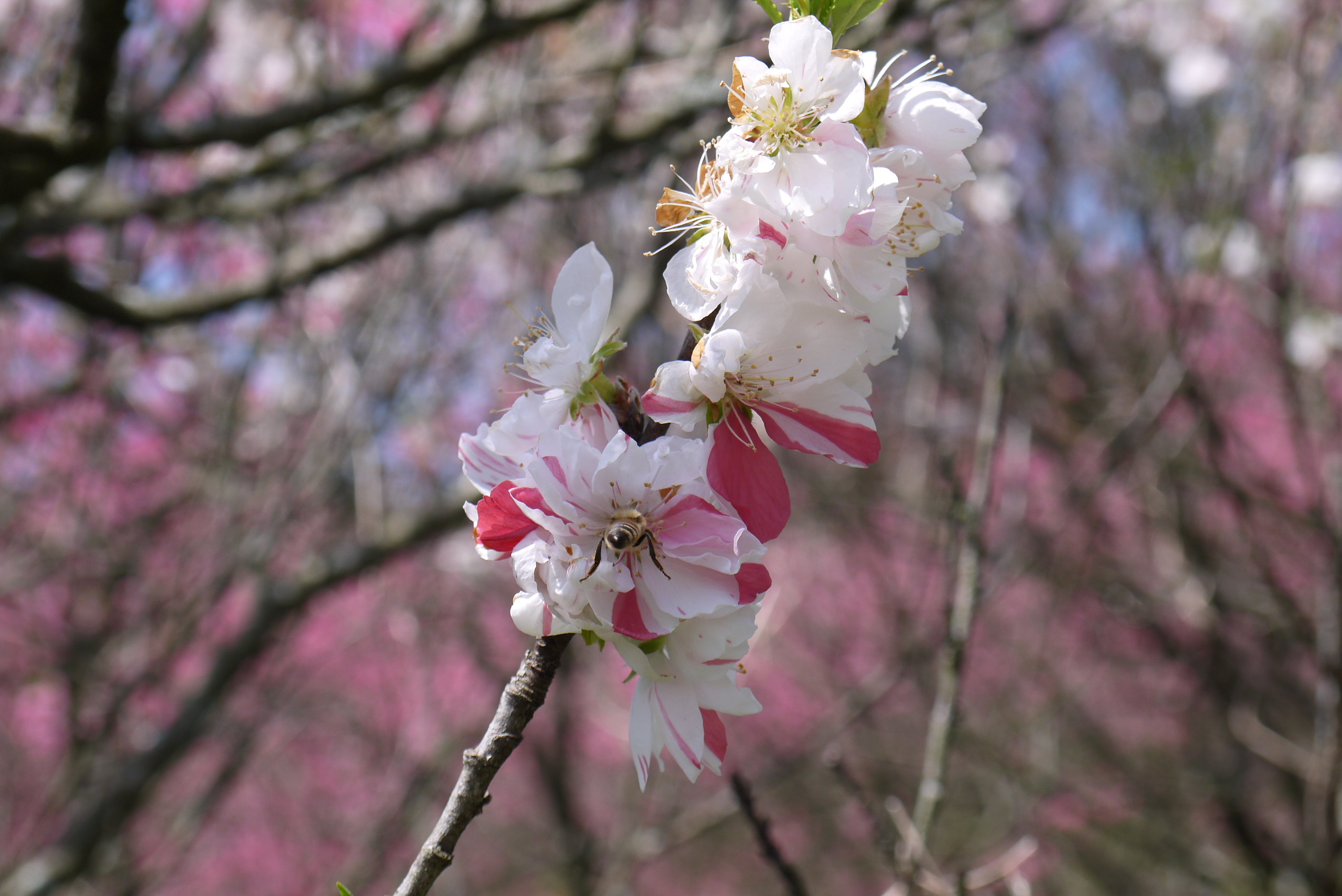 2019年4月広島で神楽と花を見る旅その6白とピンクのキメラな菊桃