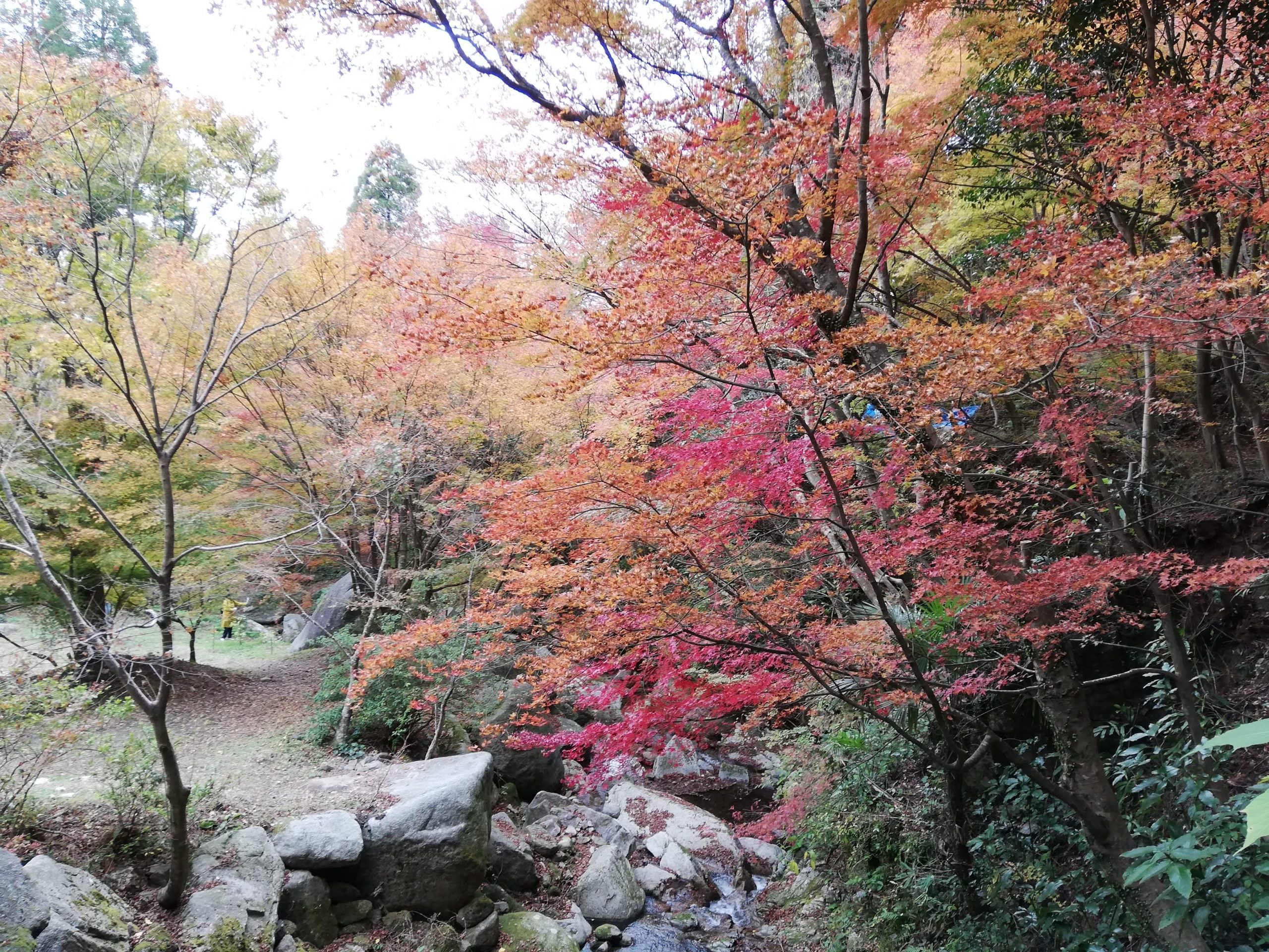 佐賀の紅葉を見に行く旅その2漆塗りの滑らかなテーブルに映り込んだ美しい紅葉の風景。