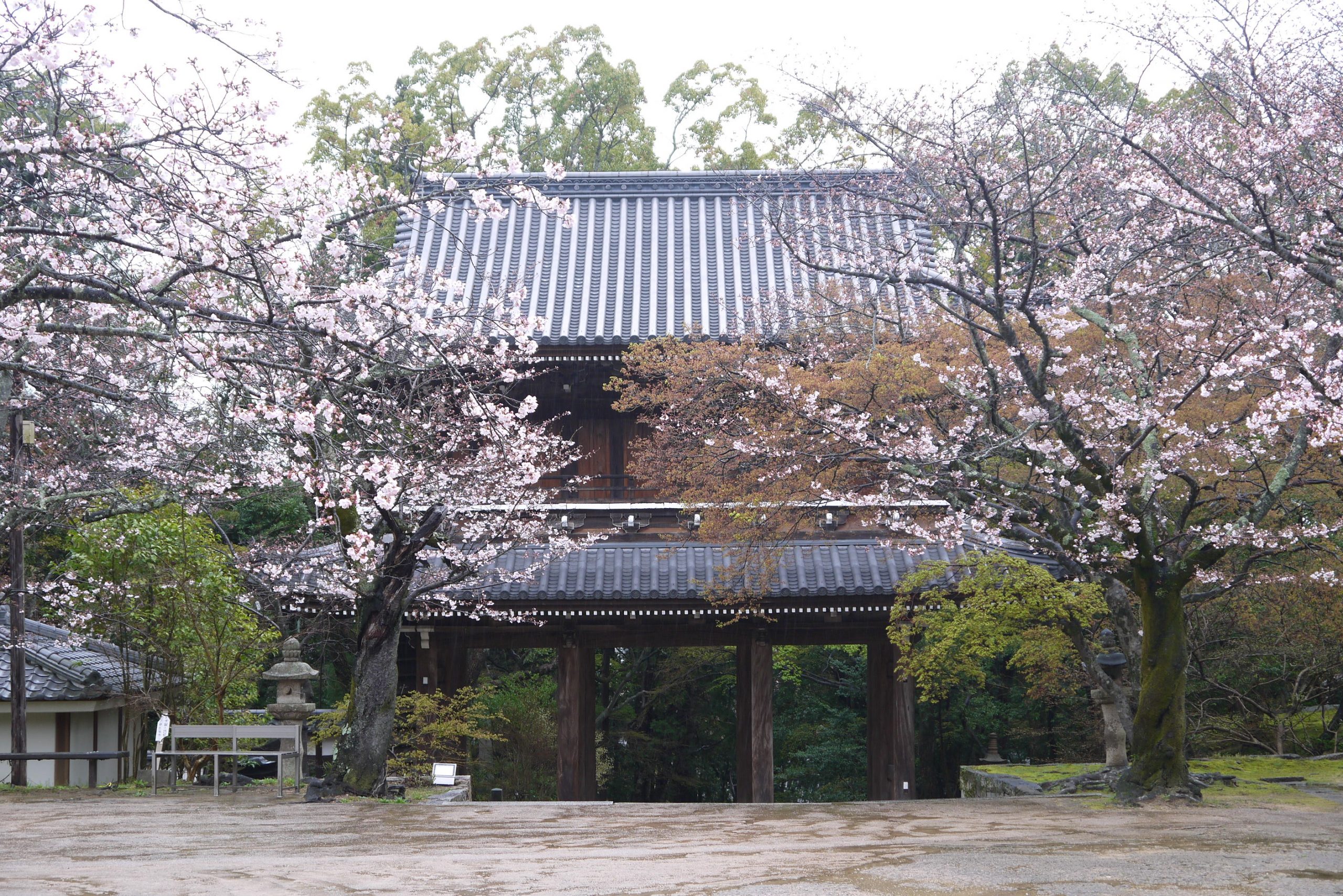 雨の功山寺で桜を見てきました。