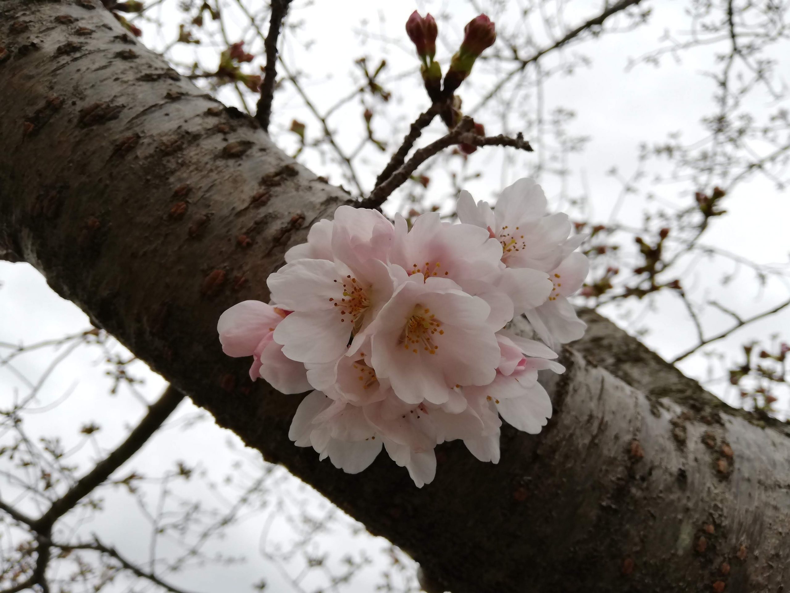 一の坂川の桜を見てきました。