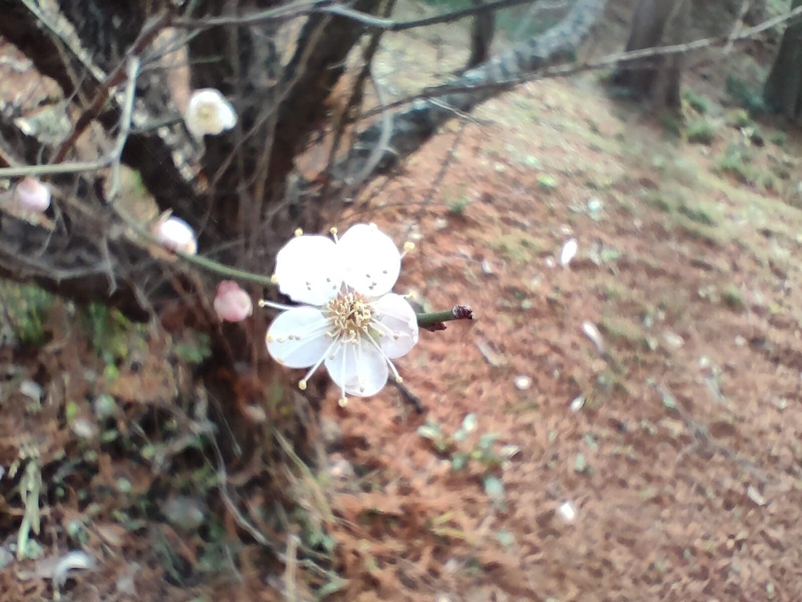 老の山公園の梅の花