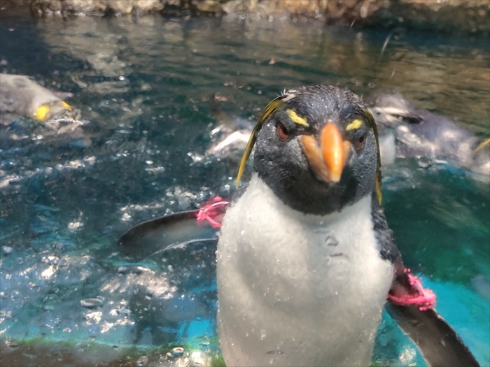 ２０２３年１０月長崎のコスモスを見る旅　その３長崎ペンギン水族館２