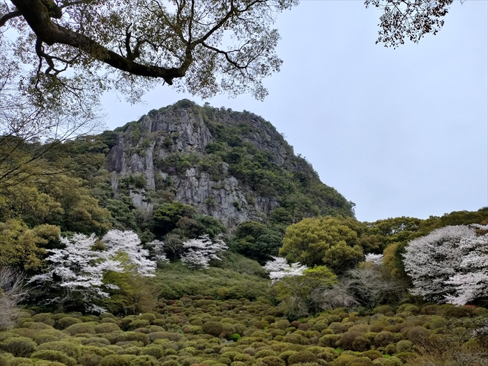 桜を見に九州まで行ってきたよ。花見で盛り上がっていたよ。その１カニカマに紅麹が入っていた。