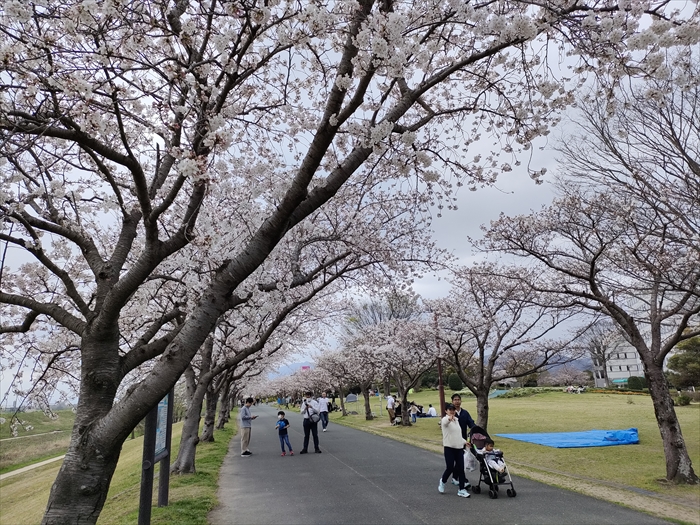 桜を見に九州まで行ってきたよ。花見で盛り上がっていたよ。その３久留米百年公園
