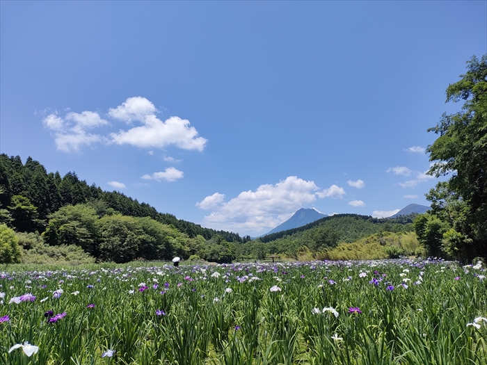 ２０２４年６月あじさいと菖蒲を見る宮崎大分の旅　その６神楽女湖の菖蒲を見てきました。７分咲きでした。