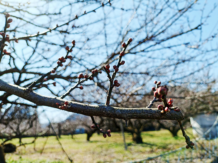 梅は咲いたか 桜は… まだでした。