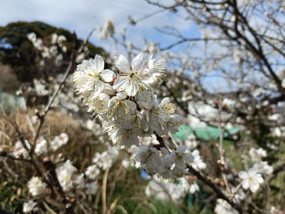 白内障の手術をしたよ。毎日視力が変わります。頑張って病院から歩いて帰りました。